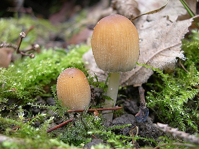 Il Tempo delle Morchelle